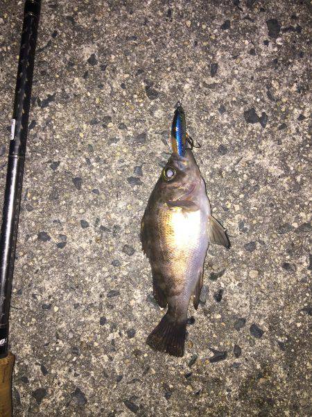 渋いライト釣行